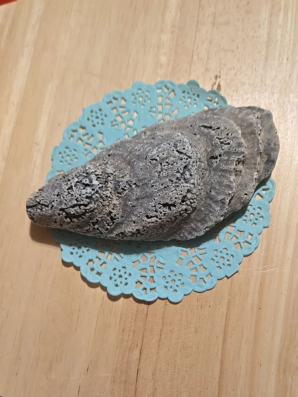 Shell Real Natural Gray Reptile Hideout  Decorative Shelter for Pets Or Decor